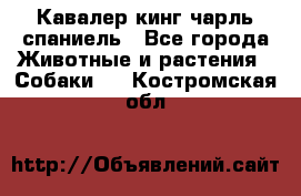 Кавалер кинг чарль спаниель - Все города Животные и растения » Собаки   . Костромская обл.